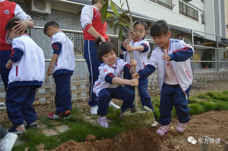 抬树苗的幼儿宝宝们